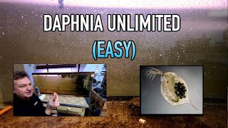 How I Raise Daphnia Water Fleas And You Can Too [upl. by Aron]