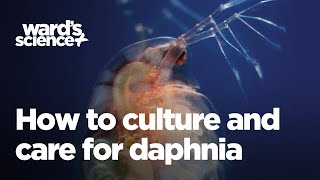 Caring and Culturing for Daphnia [upl. by Yremogtnom680]