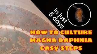 How to Culture Magna Daphnia Easily [upl. by Car]