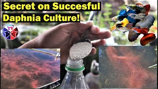 How to Culture Daphnia Successfully [upl. by Neemsaj681]