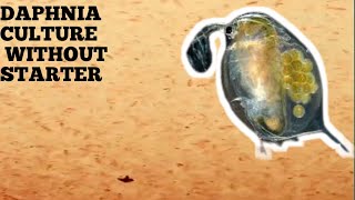 HOW TO CULTURE DAPHNIA NATURALLY WITHOUT A STARTER [upl. by Aliahkim168]