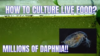 How to Culture Daphnia Secret Method to Breed MILLIONS  Simply Aquatic [upl. by Laforge]