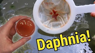 How I Culture Daphnia In Outdoor Tubs [upl. by Lamarre720]