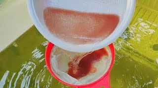 How to culture daphnia  Daphnia culture  How to grow daphnia outdoor [upl. by Annaili]