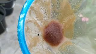 How to culture daphnia moina in a small container Part 1 English Subtitle [upl. by Thetisa]