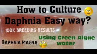 Daphnia MagnaHow to Culture Daphnia Easy wayCulturing Daphnia using Green water Daphnia [upl. by Mazel]