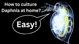 BEST Live Fish Food Beginner guide How to Culture Daphnia at home [upl. by Welch]