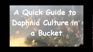 How to culture daphnia outside [upl. by Meris]