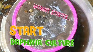 How to culture daphnia moina the easy way 1  Starting the Daphnia culture [upl. by Chatav709]