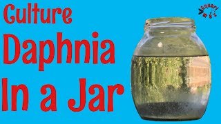 How to Culture Daphnia in a Jar [upl. by Adolphus401]