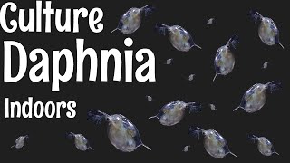 How to Culture Daphnia [upl. by Euqinommod]