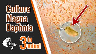 How to culture DAPHNIA MAGNA  The easy way [upl. by Aikram]