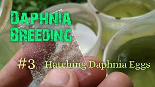 Daphnia Culture made simple and easy 3  Hatching Daphnia eggs [upl. by Enelcaj580]