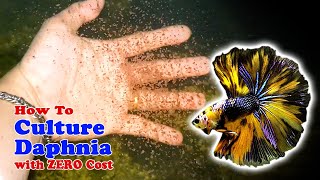 How to Culture Daphnia with ZERO Cost  Unlimited Live Food For Our Fish [upl. by Joelynn]