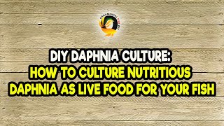 DIY Daphnia Culture How to Culture Nutritious Daphnia as Live Food for Your Fish [upl. by Nywles173]