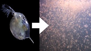 How I Culture Daphnia [upl. by Eiramyma148]