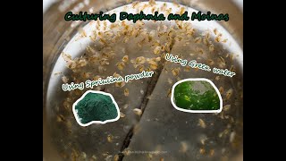 How To Culture Daphnia and Moinas using Green Water Spirulina powder [upl. by Aay881]