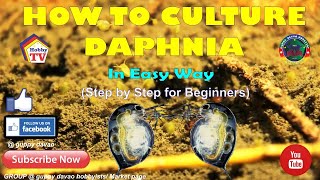 HOW TO CULTURE DAPHNIA In Easy Way [upl. by Cozmo]